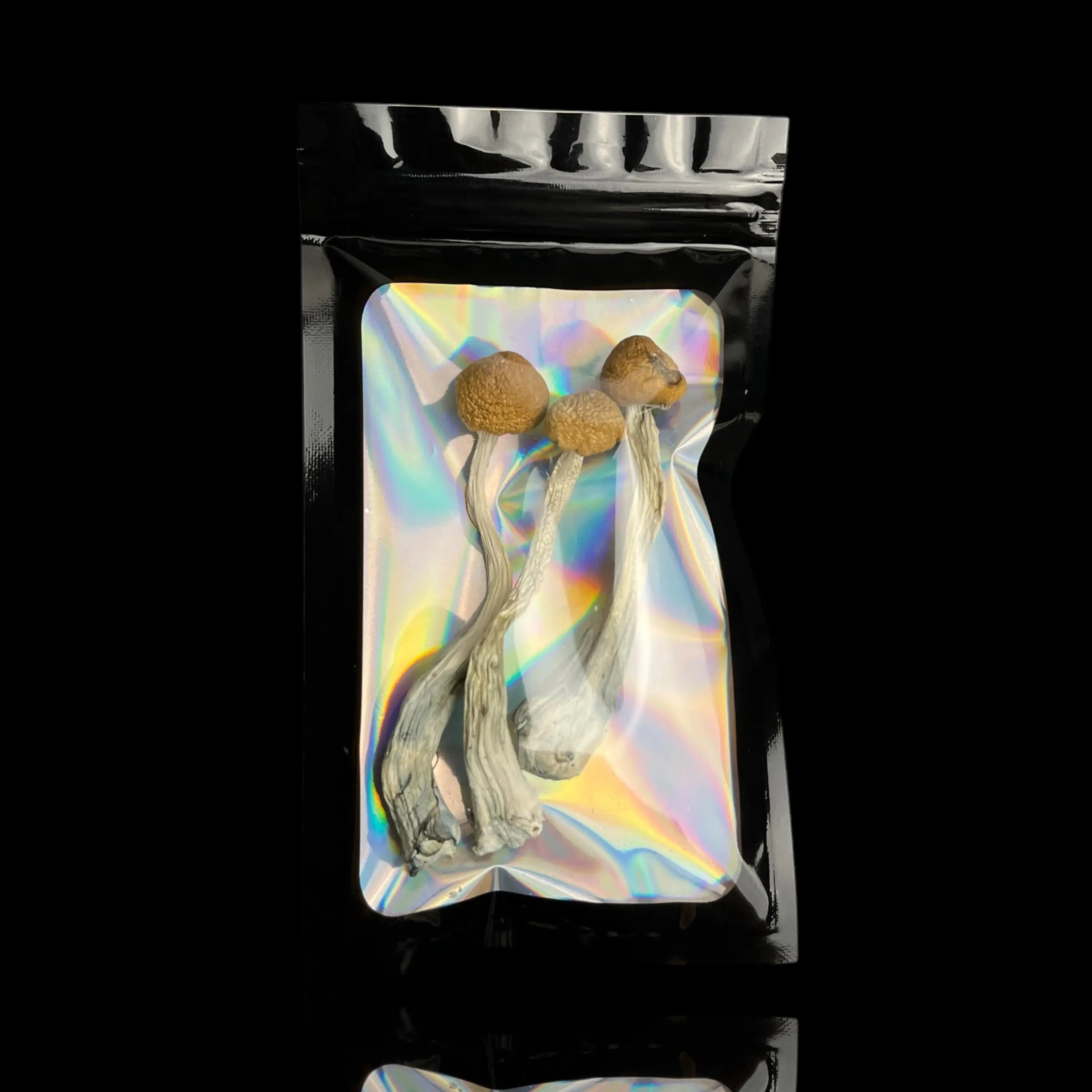 Psilocybe Cubensis - Golden Teacher®