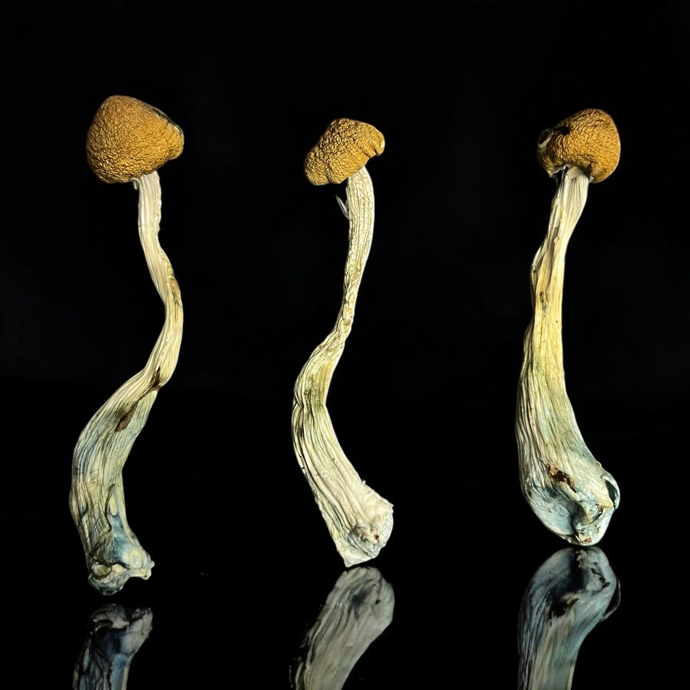 Psilocybe Cubensis - Golden Teacher®